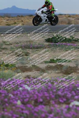 media/Jan-14-2023-SoCal Trackdays (Sat) [[497694156f]]/Turn 14 Exit Bloomig (145pm)/